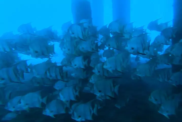2 ½ - Hour Guided Snorkel Tour of Phil Foster park, Free Videos!