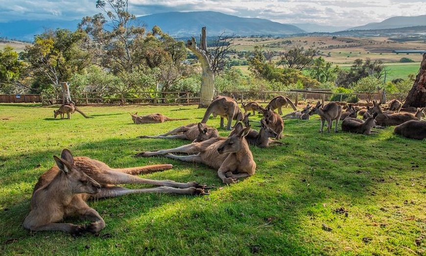 Image 2: 5 Day Island Icons Tassie Day Tour Bundle