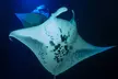 Manta Ray Night Snorkel Adventure in Kailua-Kona - Second Medium