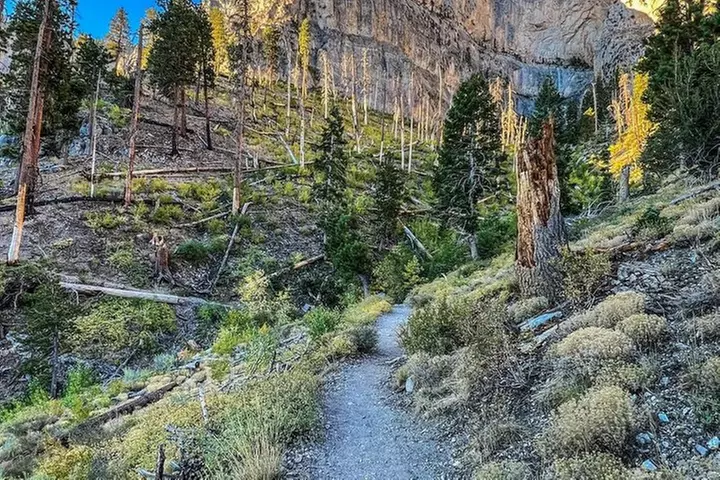 Mount Charleston Tour from Las Vegas