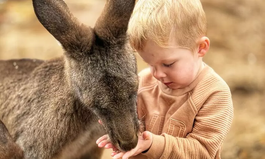 Image 11: Bonorong Wildlife Park and Richmond Afternoon Tour from Hobart
