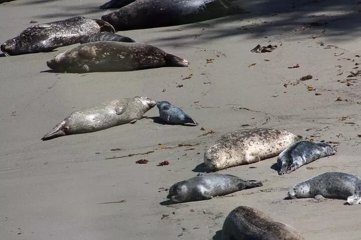 Guided 2-Hour Point Lobos Nature Walk