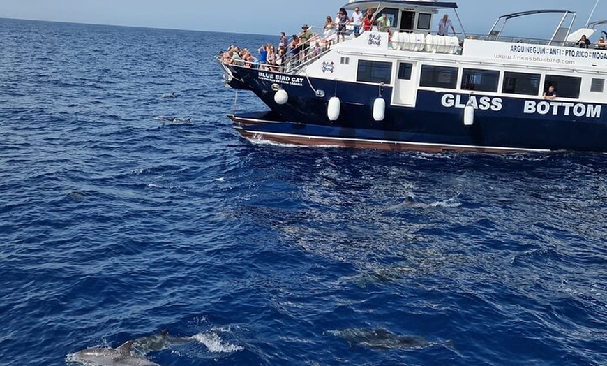 Image 1: Tour de Medio-Dia en Crucero-Observación de Delfines y Ballenas