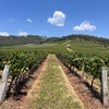 Image 29: Hunter Valley Wine tasting Private Tour From Sydney