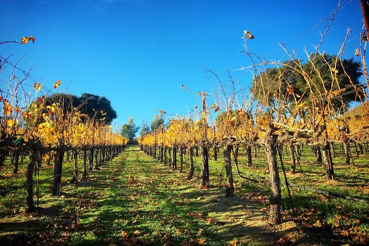 Small-Group Wine Tasting Tour of Santa Barbara Wine Country