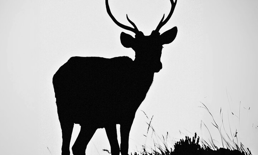 Image 9: Glasgow Wildlife Centre Higlands Cow Apacas Walking Tour