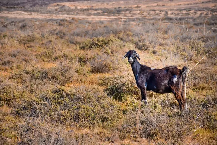 Buggy Fuerteventura Excursiones Todo Terreno