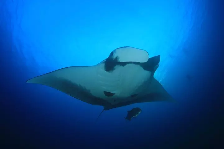 Manta Ray Night Snorkel Kona - Coral Reef Snorkel Adventures