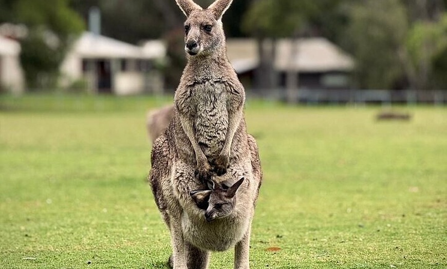 Image 20: Private Puffing Billy Steam Train and Healesville Sanctuary Tours