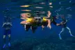 First Timers and Non-Swimmers Snorkeling Experience in Wailea - Second Medium