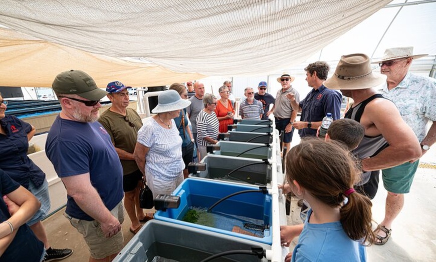 Image 7: One Hour Coral Farm Tour, Discover Australia's Marine Life