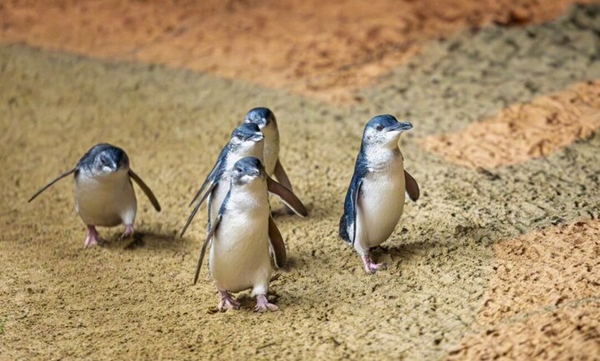 Image 3: Penguin Parade, & Wildlife Encounters Eco Tour from Melbourne