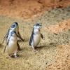 Image 3: Penguin Parade, & Wildlife Encounters Eco Tour from Melbourne