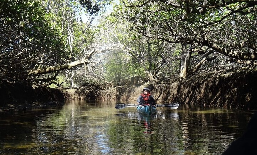 Image 4: Dolphin Sanctuary Kayak Tours Twilight Mangrove Kayak