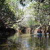 Image 4: Dolphin Sanctuary Kayak Tours Twilight Mangrove Kayak