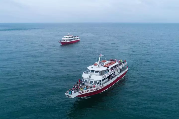 Whale and Dolphin Watching Cruise from Cape May