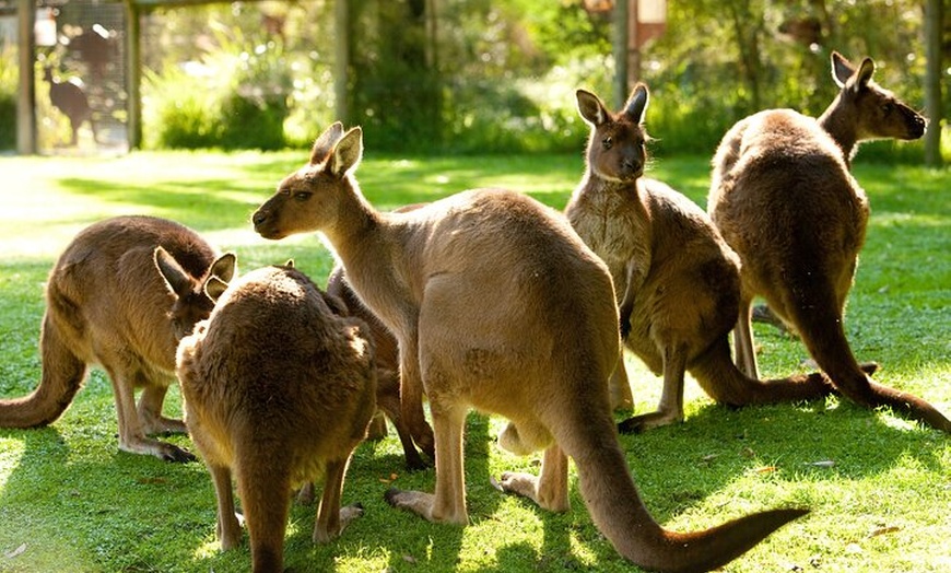 Image 6: Puffing Billy Steam Train Rainforest Tour and Yarra Valley Treats