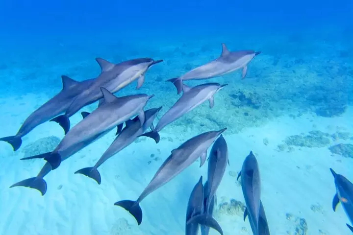 Waikiki Catamaran Escape: Snorkel with Turtles & Water Sports Fun