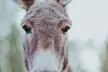 Alpaca Picnic - Immersive Animal Encounter - Seattle Experience - Second Medium