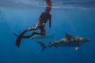 Dive with sharks in Oahu Hawaii: Educational Tour (No cage) - Second Medium