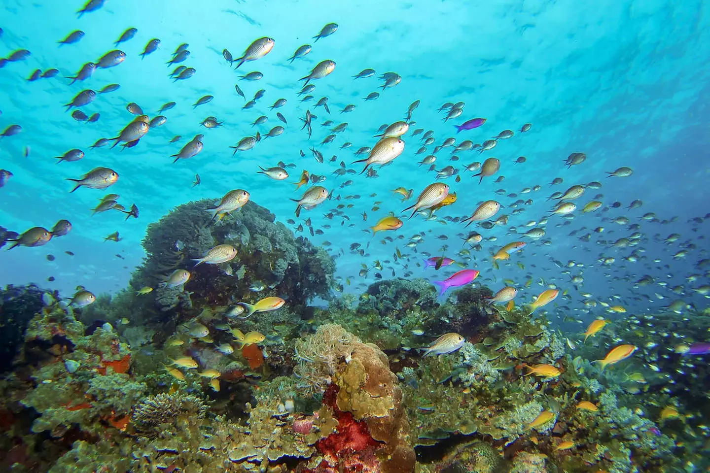 ✈ PHILIPPINEN | Manila - Rundreise Manila - Panglao, 7 Nächte - Pau...