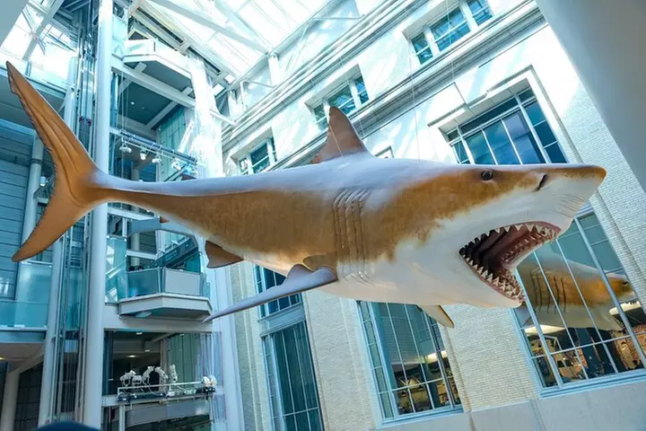 Washington DC Smithsonian Natural History Private Tour