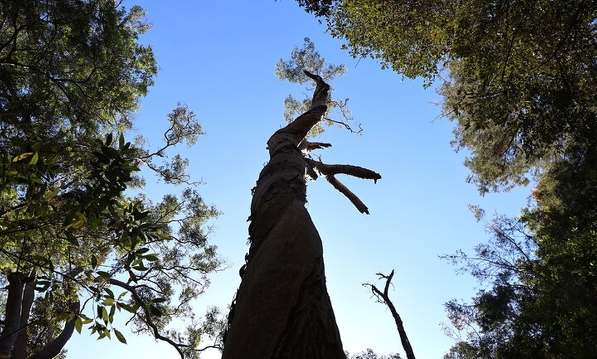 Image 32: Blue Mountains Private Tour