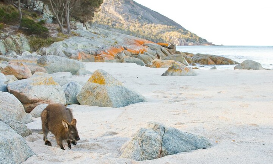 Image 3: A Day At Wineglass Bay
