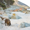 Image 3: A Day At Wineglass Bay
