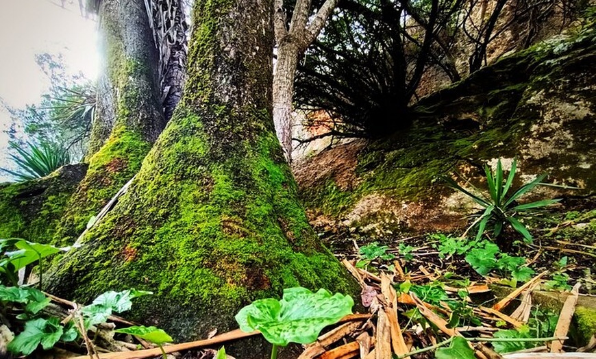 Image 22: Visita al Bosque Encantado de Córdoba en Hornachuelos