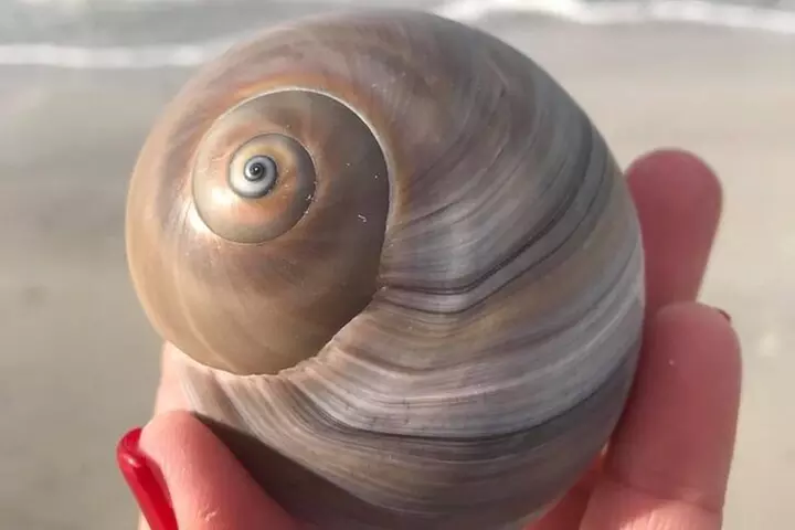 2.5 Hour Shell Key Island Adventure Including Dolphins And Shells