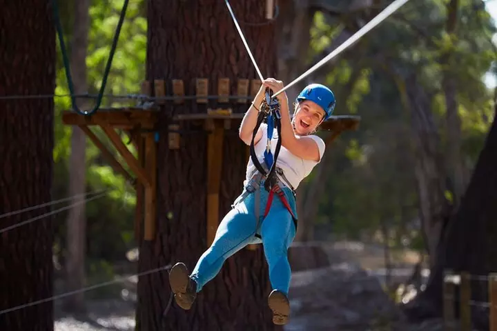 Forest Adventures - Primary Image