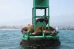 Santa Barbara Harbor Kayak Tour - Second Medium
