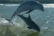 Manatee, Dolphin and 10,000 Islands Sunset Cruise! - Second Medium