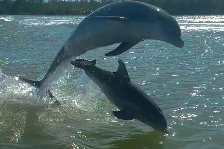 Manatee, Dolphin and 10,000 Islands Sunset Cruise!