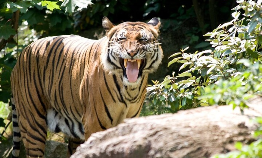 Image 8: Privater Transport zum Berliner Zoo