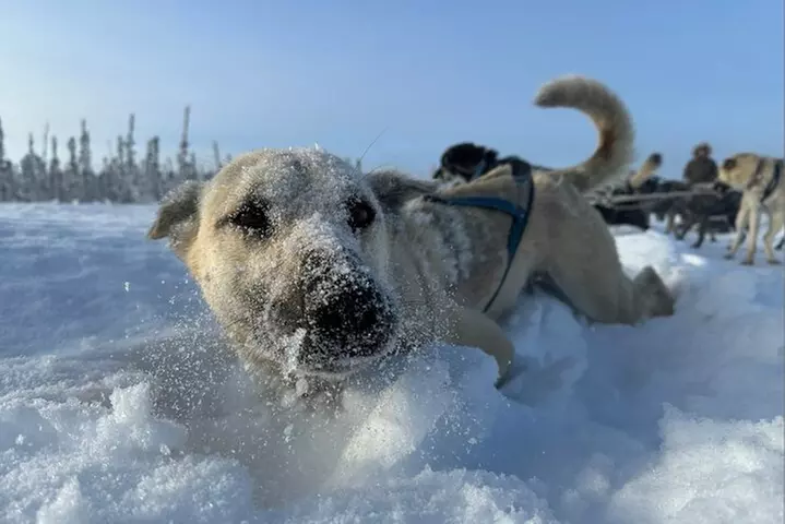 Alaskan Sled Dog Adventure Tour from Anchorage - Image 4