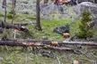 Slough Creek Naturalist Day Hike - Second Medium