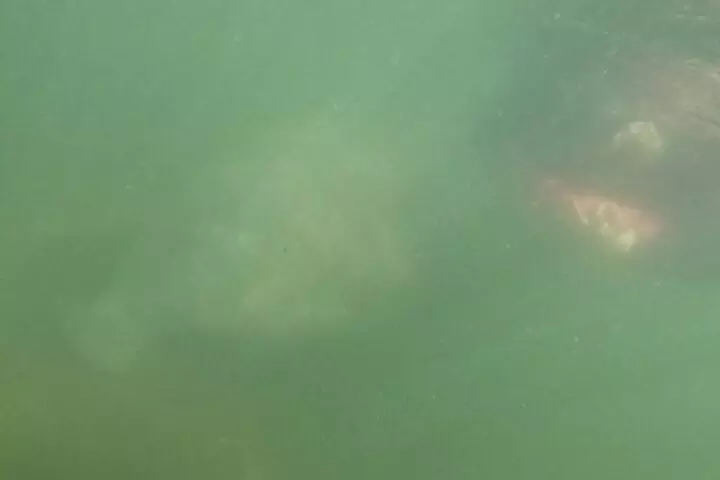 3 Hour Small Group All Inclusive Manatee Swim with free Photo pkg