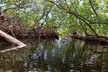 2 Hour Clear Kayak Tour at Emerson Point Preserve - Second Medium