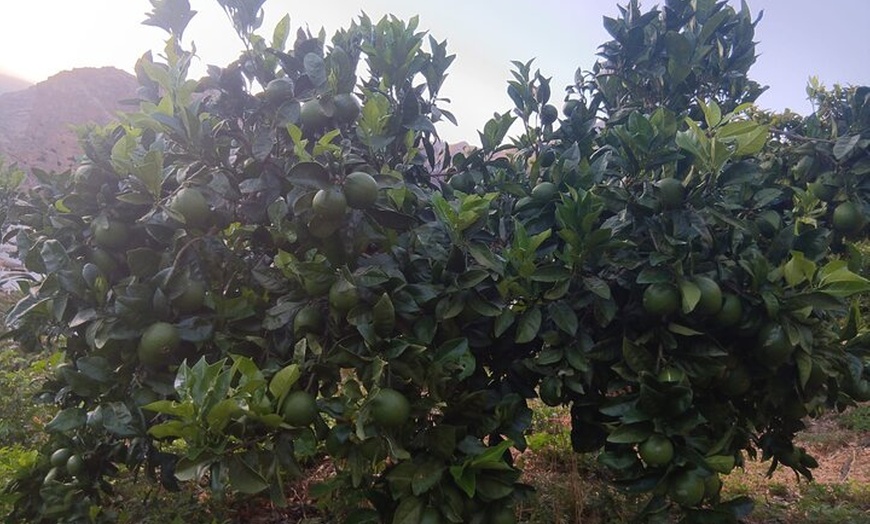 Image 6: Explora el Café de Gran Canaria en Finca Los Castaños