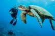 Maui Certified Shore Diving from Lahaina - Second Medium