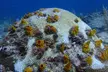 2 Deep Reef Dives in Cancun Caribbean Sea for Certified Divers - Second Medium