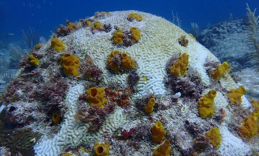 Image 7: VIP Beginner Diving Experience: MUSA Statues & Reef Adventure