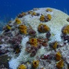 Image 7: VIP Beginner Diving Experience: MUSA Statues & Reef Adventure