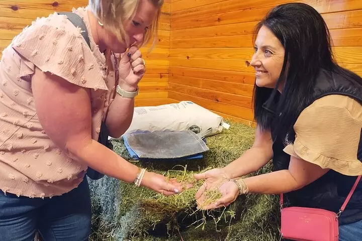 Half-Day Thoroughbred Horse Farm Tour in Kentucky