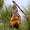 Image 4: Walking with Sydney Flying Foxes (Fruit Bats)