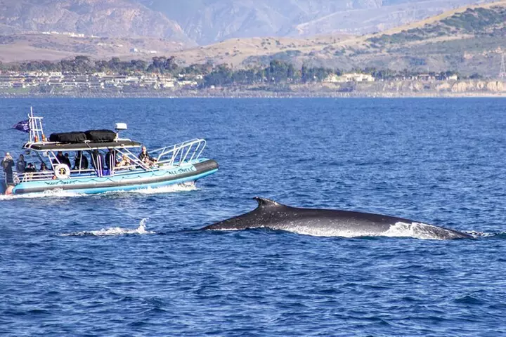 High Speed Zodiac Whale Watching Safari from Dana Point