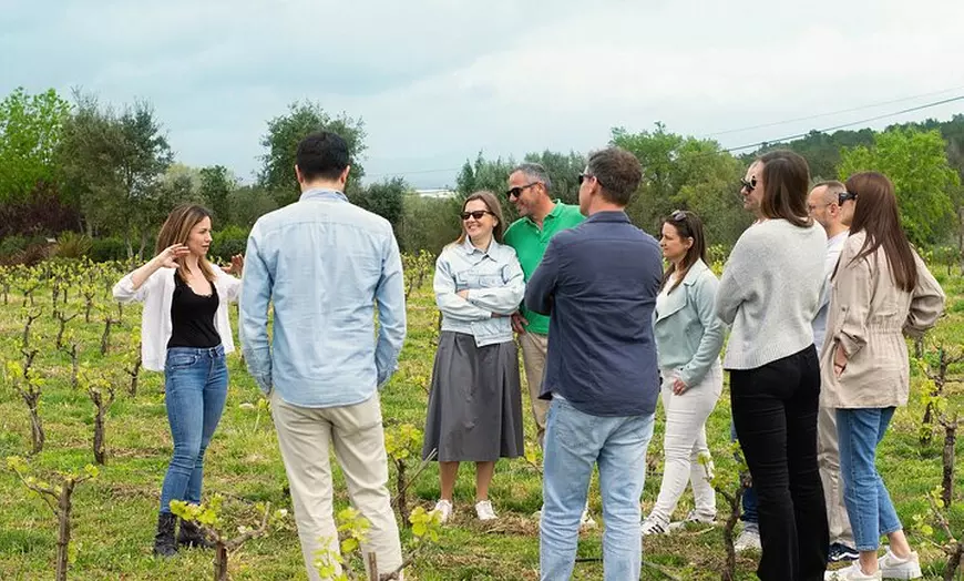 Image 7: Paseo entre viñas y cata de vinos en el Empordà