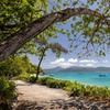 Image 6: Afternoon Fitzroy Island Escape – Return Ferry Included